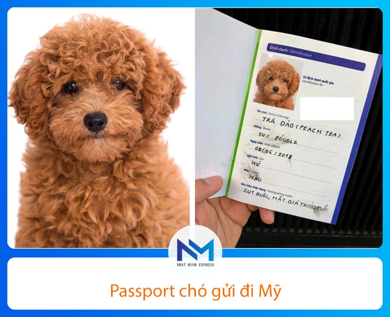 Chuẩn bị Pet Passport (hộ chiếu cho thú cưng