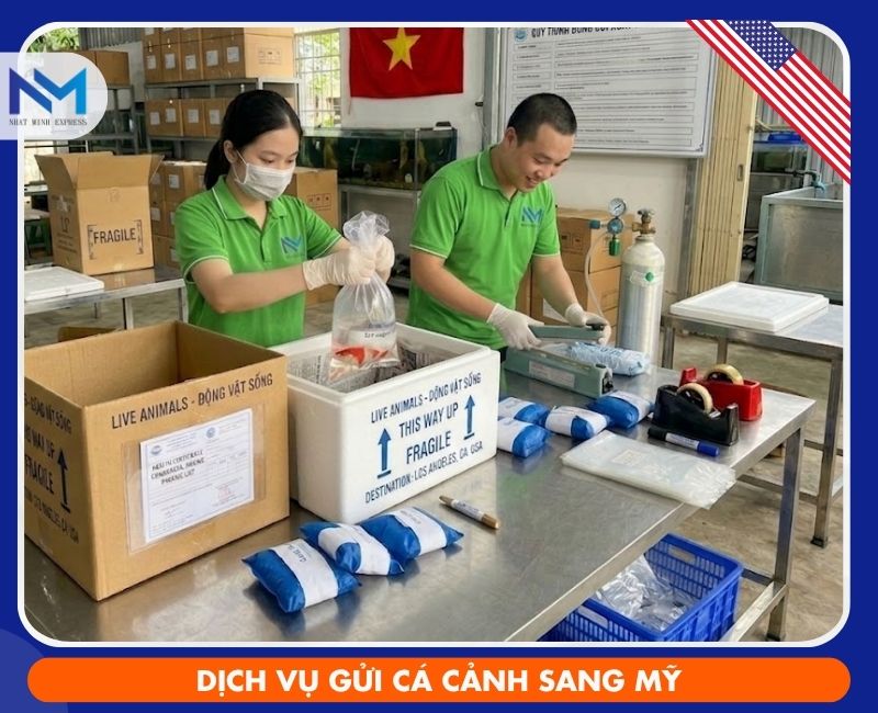 dich vu gui ca canh di my