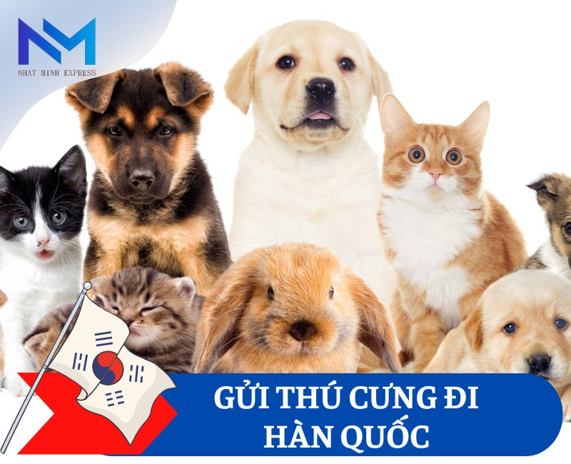 gửi thú cưng đi Hàn Quốc