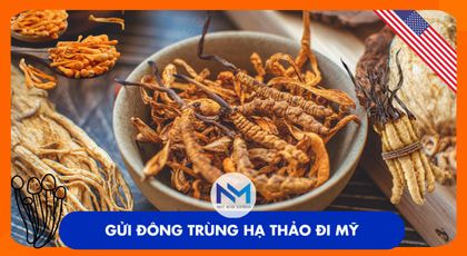 Gửi đông trùng hạ thảo vào thị trường Mỹ