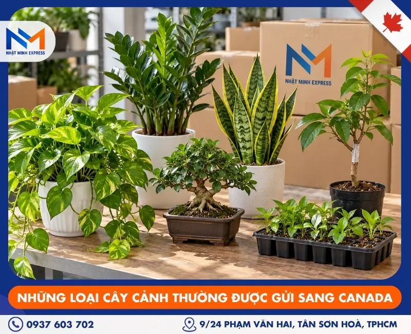 Những loại cây cảnh thường được gửi sang Canada