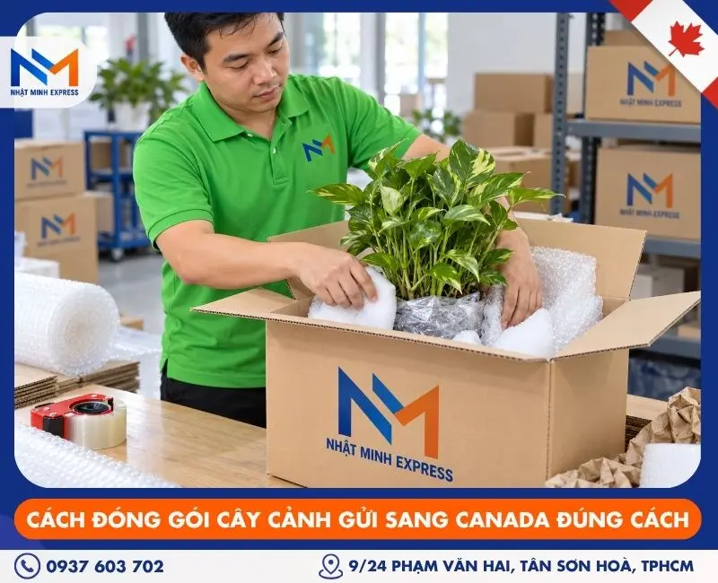 Cách đóng gói cây cảnh gửi sang Canada