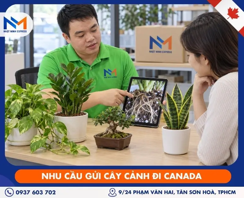 Nhu cầu gửi cây cảnh đi Canada
